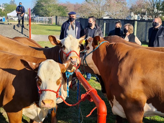 Primeiros bovinos chegam ao Parque Assis Brasil. Foto Itamar Aguiar Palácio Piratini