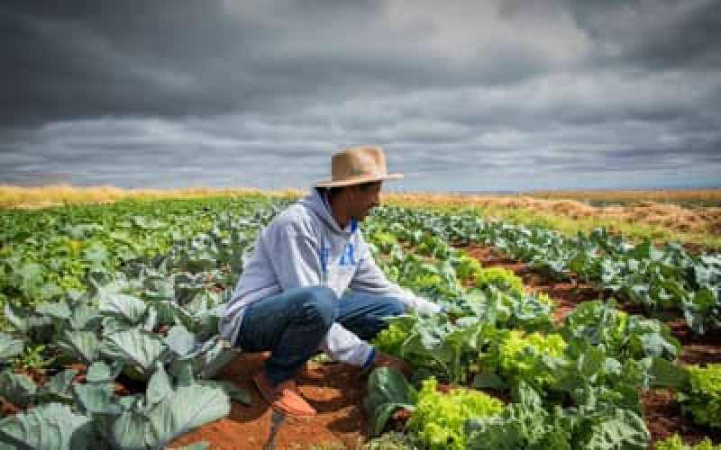Renegociaodedvidasruraisnochegaaoprodutordizbancadadoagro_0617772001789443028.jpeg