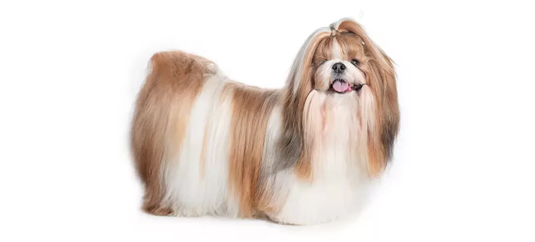 Shih-Tzu-grande.jpg