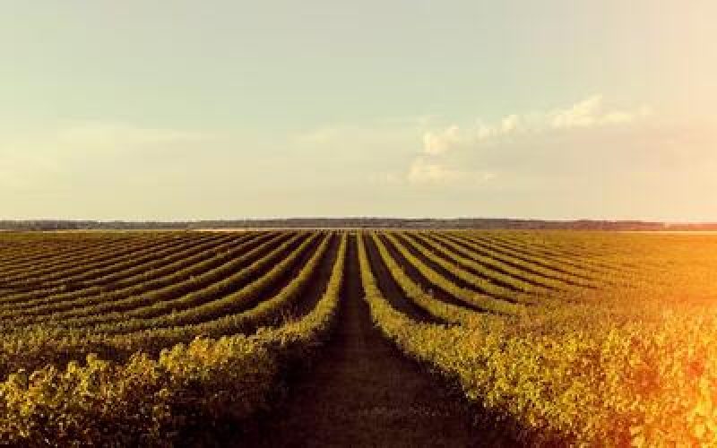 SojaetrigoregistramquedadepreosnoParaneRioGrandedoSul_0900152001752072576.jpeg SojaetrigoregistramquedadepreosnoParaneRioGrandedoSul_0900152001752072576.jpeg