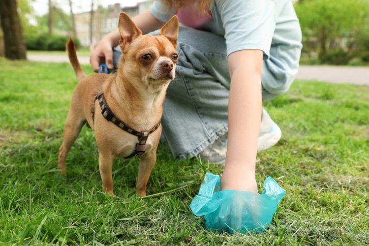 Woman picking up her dog's poop from green grass in park, closeup