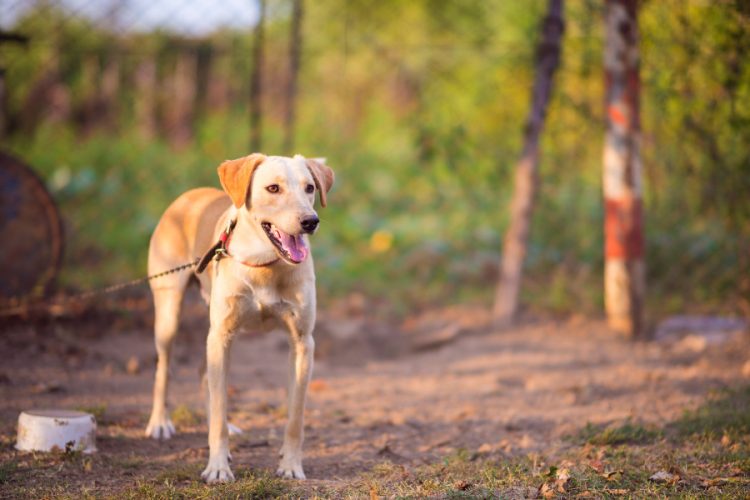 declaracao_universal_direitos_animais_totos_da_tete_fotos_totos_da_tete