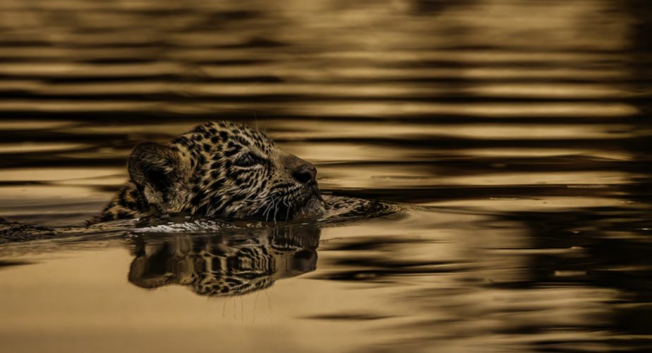 df354f2d-f0c2-4e45-8b12-fc08ce64e6d8