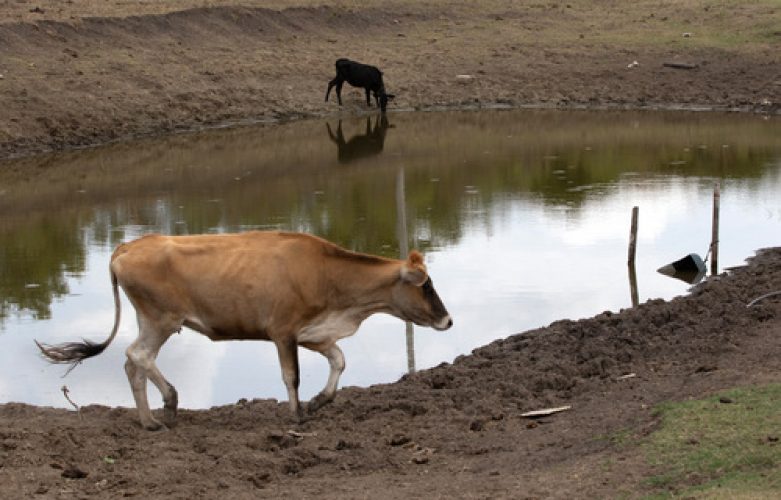 Bagé (RS), 23/02/2023 - Area de região afetada pela estiagem no Rio Grande do Sul. O governo federal deve oficializar medidas para enfrentamento da seca que atinge os municípios gaúchos.