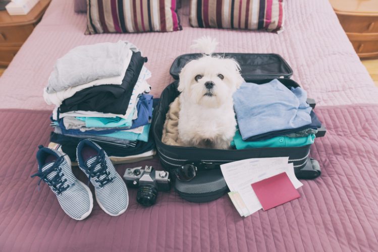 Small dog maltese sitting in the suitcase or bag wearing sunglasses and waiting for a trip