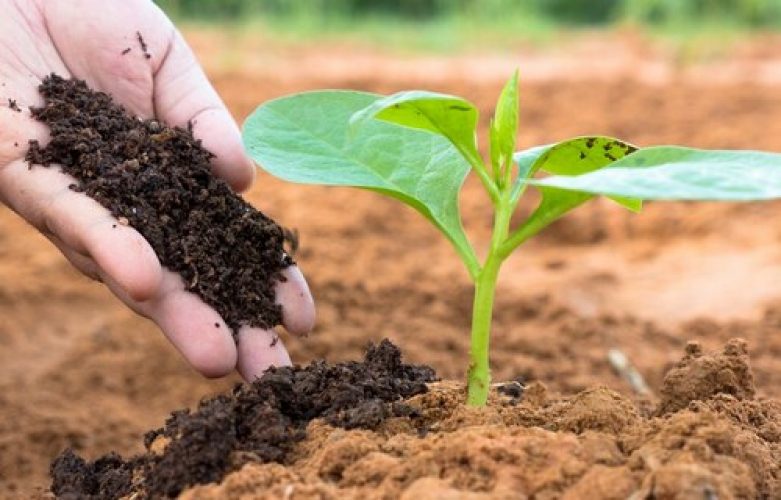 fertilizantes