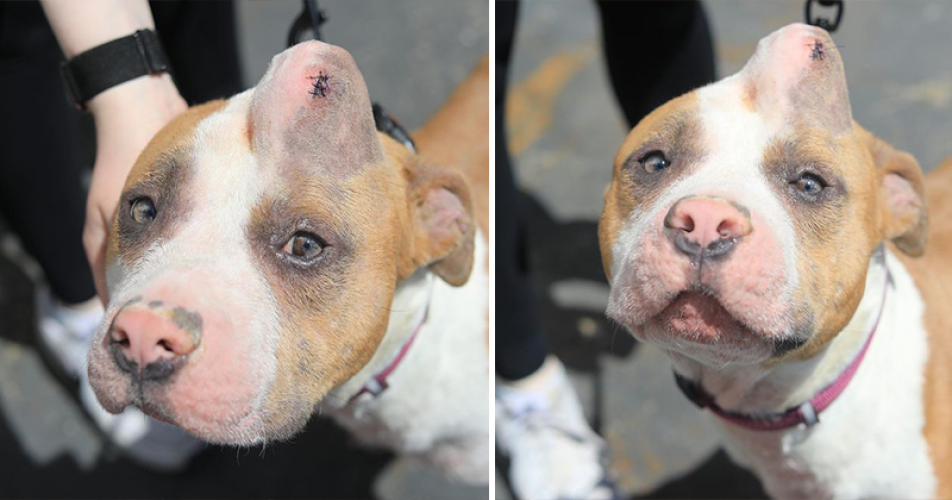 Filhote de pit bull quase sacrificada devido à anomalia é adotada | TV Cidade 10