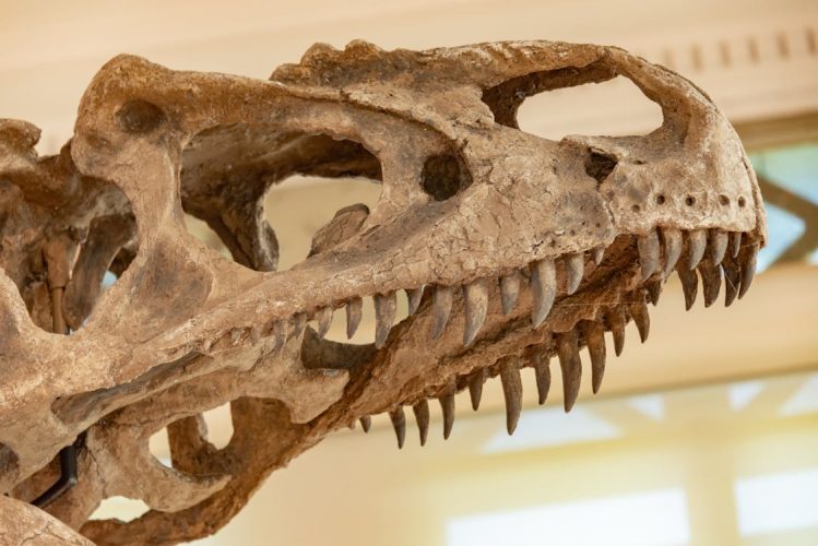 free-photo-of-museu-exibicao-exposicao-dentes
