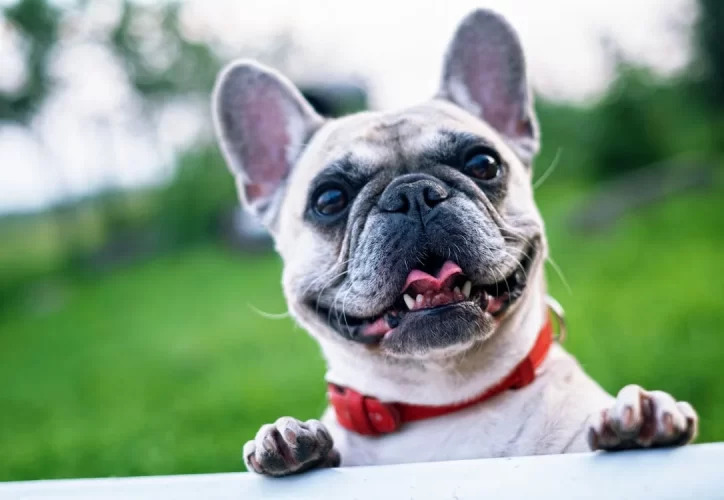 french-bulldog-summer-smile-joy-160846