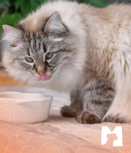 imagem-interna-Alimentos-umidos-para-caes-e-gatos.jpg
