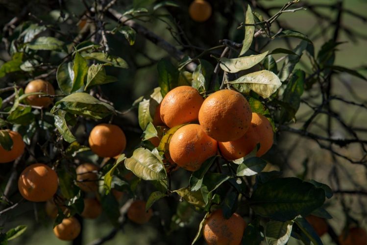 laranja