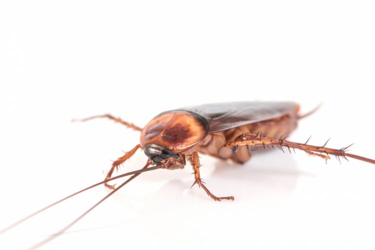 barata