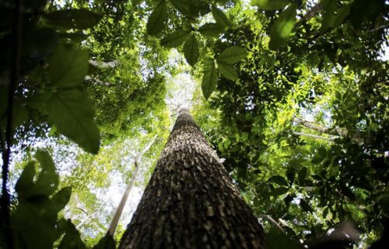 floresta Amazônica