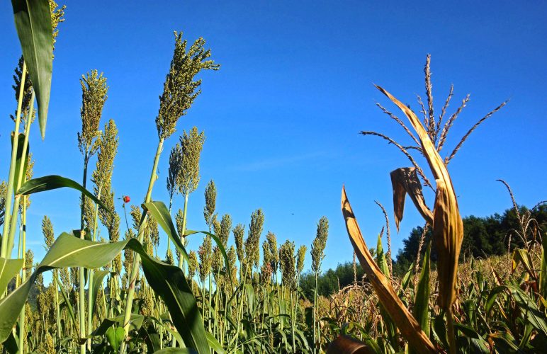 milho e sorgo-01 milho e sorgo-01