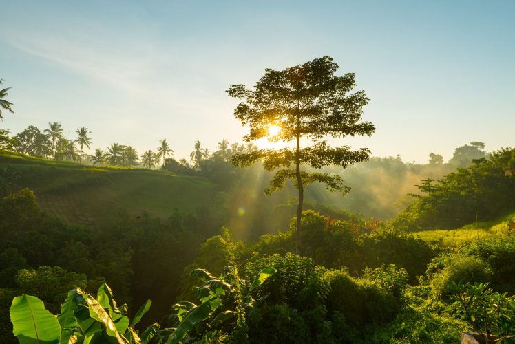 Sun is rising and shining through tree branches on Bali, Indonesia