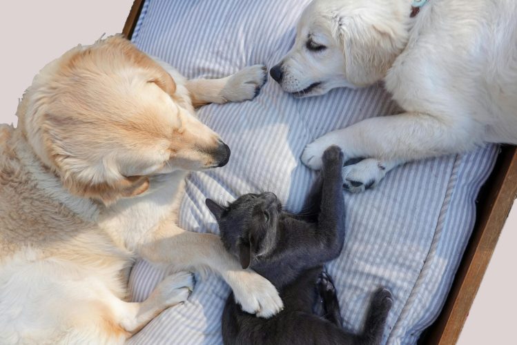 pets