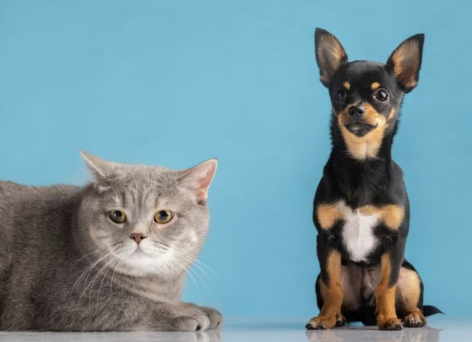 plano de saúde para pet