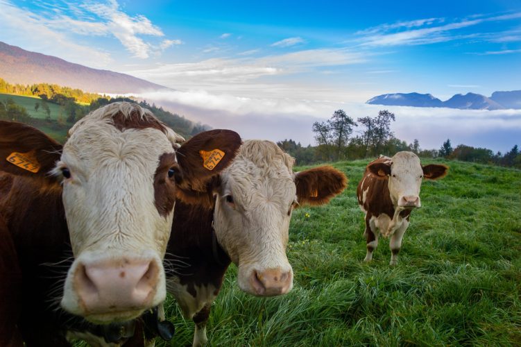 A herd of cows grazing on the pasture during daytime