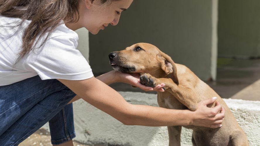 rescue-dog-enjoying-being-pet-by-woman-shelter