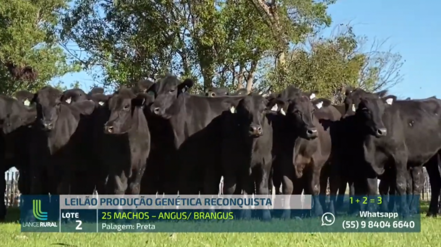 thumbnail_Leilão_Reconquista