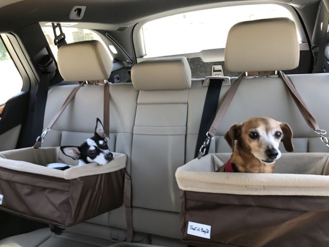 transporte-cachorro-cadeira