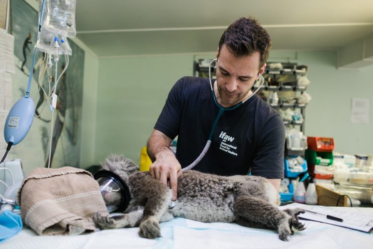 veterinário